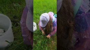 10  июня собираем грибы в ставропольском крае шампиньоны