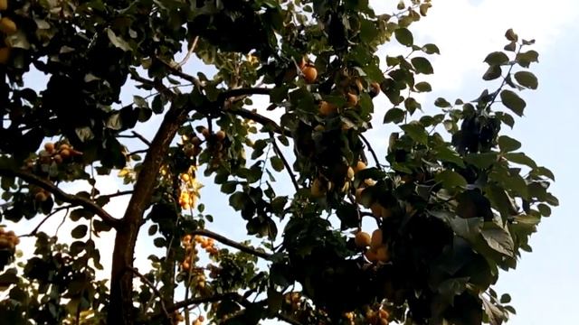 СЛИВА РЕНКЛОД ЖОВТИЙ ( 9.08.19) смотреть онлайн