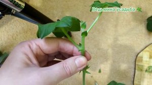 Как черенковать плющелистную ампельную пеларгонию?🌱