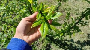 Как справиться с хлорозом на листьях.