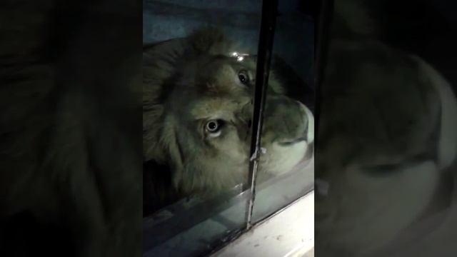 Зоопарк павлодар смотреть онлайн