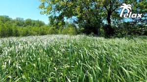 Wind Sound in Grass and Spring Relaxation in the Sun