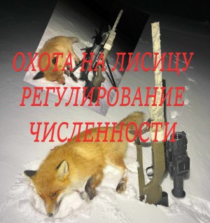 Охота на лис. Fox hunting.