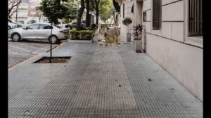 lv_0_20240126191515.mp4