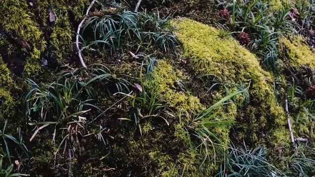 Парк Южные культуры в Сочи смотреть онлайн