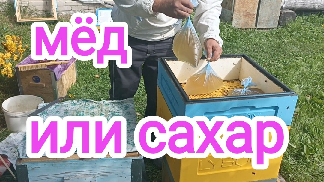 Сироп или мёд, что лучше для зимовки пчёл? Пчеловодство!