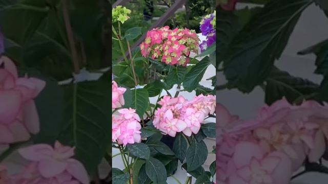 #садгортензий #hortensia #hydrangea #гортензия #hydrangeas #сад #гортензии #гортензиякрупнолистная