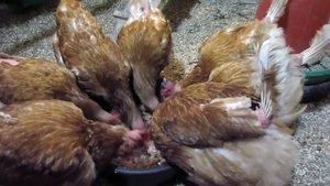 Зимняя мешанка, кормление кур несушек