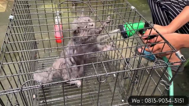 Ready Kitten British ‼️ Tips Grooming kucing sendiri dirumah || Aksara Cats Jogja смотреть онлайн