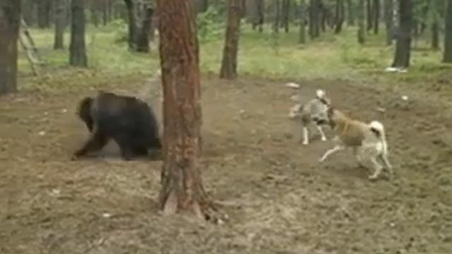 Юрта и Челдон смотреть онлайн