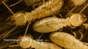 Удивительные Факты из Жизни Насекомых