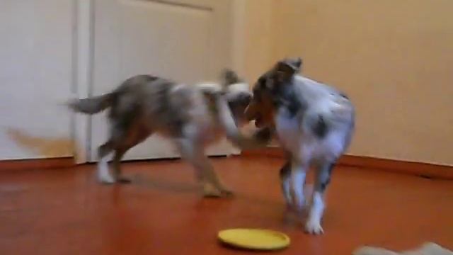 Шелти мрамор девочки 5 месяцев Sheltie blue-merle girl 5 months old смотреть онлайн