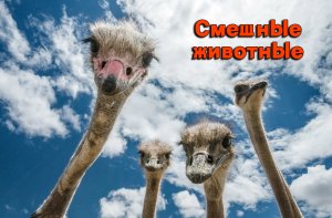 Смешные животные | Смех до слез | Подборка приколов !