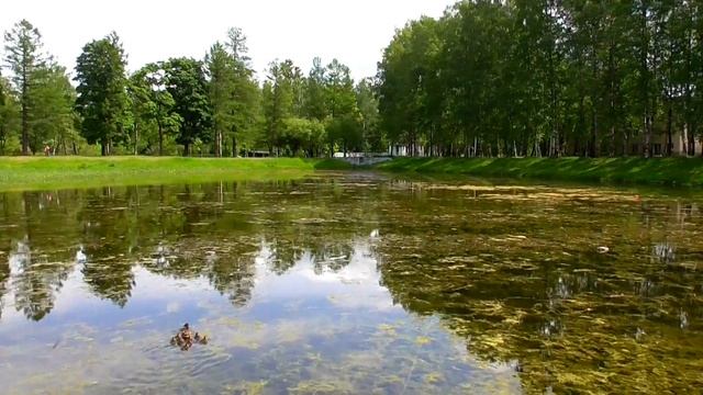 Утка кряква с утятами. Купальный пруд в Павловске. смотреть онлайн