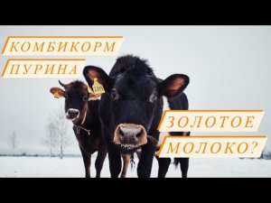 Стоимость молока Джерси!Выгодно или нет кормить Пуриной?