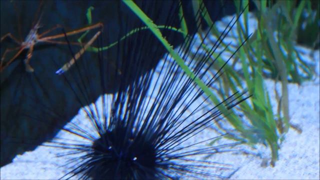 Facts about Long Spine Sea Urchin; Aqua Life Episode 11 смотреть онлайн