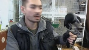 Выноска. Как приручить ворону. Приучение врановой птицы к рукам по методике соколятников
