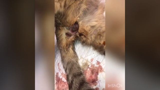 Как рожают британцы вислоухие смотреть онлайн