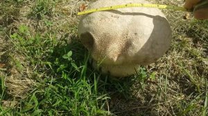 Puffball Mushroom, Backyard Hunting, Tasty and Edible