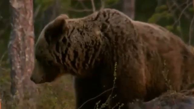 природа России все климатические зоны13