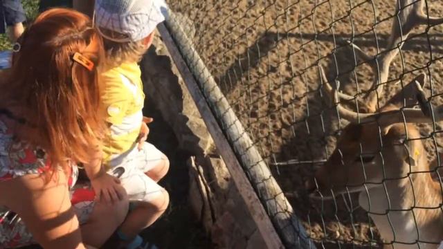 Ряжский зоопарк 25 08 18г смотреть онлайн