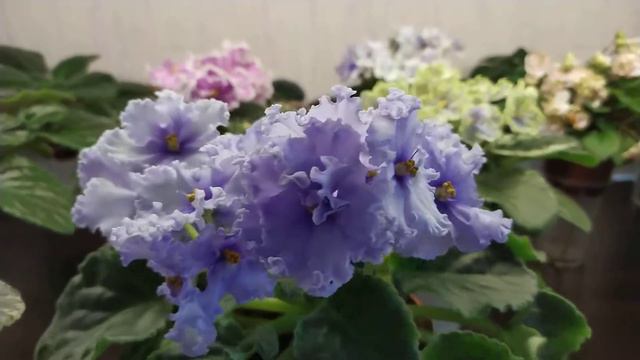 Мой любимый сорт фиалички ЕК -Наутилус 💖👍