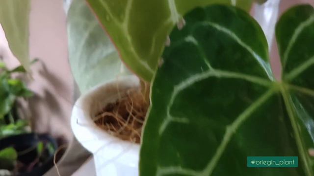 001. Anthurium Cristallinum Kuping Gajah Mini