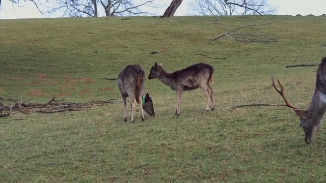22 октября Яков Студеный. Первая каша. Народные запреты, приметы, традиции и обряды. смотреть онлайн