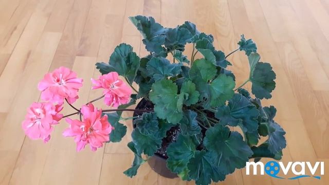 Секреты зонартиков. Pelargongaragets ZA Rosi