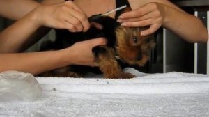 Стрижка ушей йоркширского терьера - как подстричь уши йорку