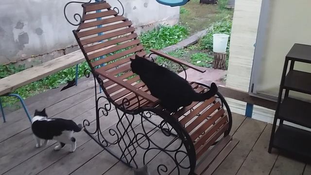 Улётные Котики смотреть онлайн