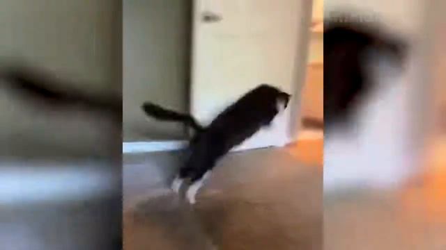 Смешные Видео За Месяц | Смешные животные НЕ ЗАСМЕЙСЯ, ЕСЛИ ТЫ МОЖЕШЬ ЧЕЛЛЕНДЖ | Приколы Дикие