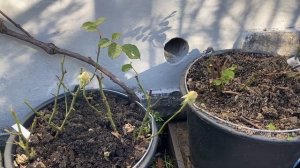 Розы в контейнерах..Мой сад..Январь 2023…