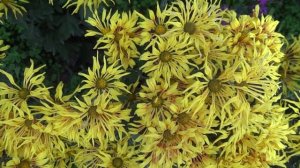 Крым. Бал Хризантем. Никитский ботанический сад. Осень.