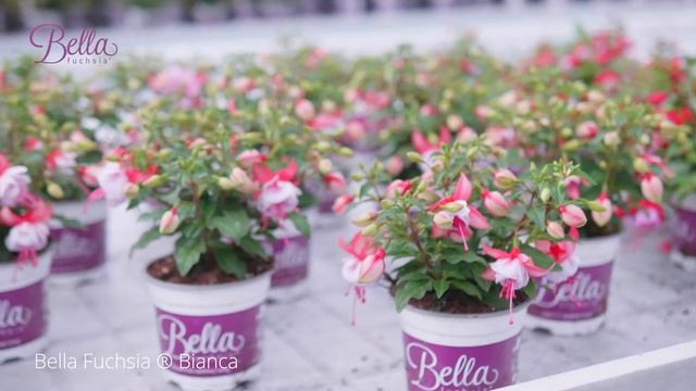 Bella Fuchsia ® Bianca смотреть онлайн