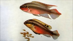 Пельматохромис пульхер  /Цихлиды озер Mалави и Tанганьика/