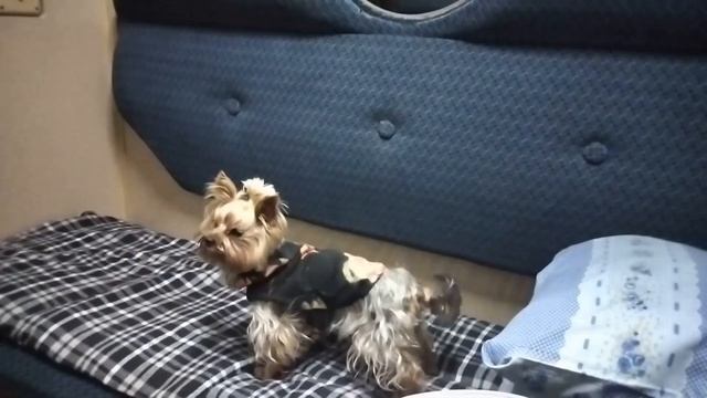 Тестируем 2 местное купе "Люкс" в поездах "Укрзалізниці". смотреть онлайн