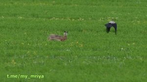 Заяц гоняет ворону.