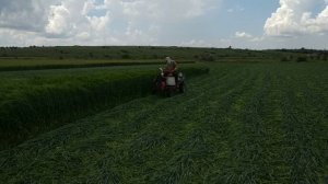 САМОДЕЛЬНАЯ РОТОРНАЯ КОСИЛКА в паре с мотоблоком. Косим высокий и густой ячмень.