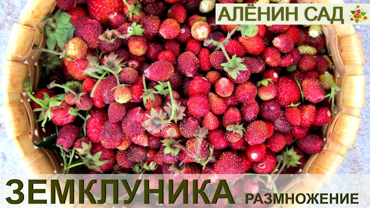 Размножение ЗЕМКЛУНИКИ / Как размножать земклунику?