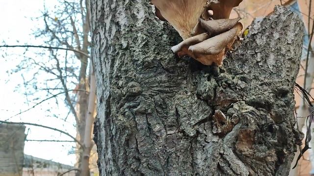 СЪЕДОБНЫЕ ГРИБЫ: ВЕШЕНКИ В ГОРОДЕ. 0+ смотреть онлайн
