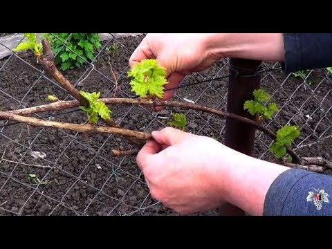 Рациональное использование шпалеры