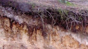 8 класс 5 урок Почвы Ленинградской области