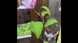 Клематисы из опт хоза