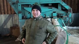 Вика и горох на продажу