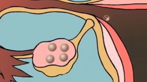 Как происходит процесс оплодотворение