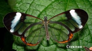 20 интересных фактов о животных. Факты о животных