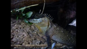 Ящерица акантозавр