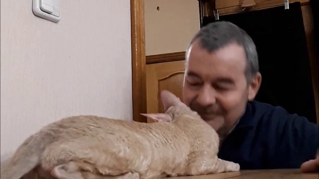 "Кошачьи нежности"