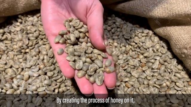 Maragogype Coffee from Nicaragua ☕?? Rare and exceptional смотреть онлайн